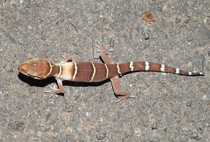 As lagartixas são encontradas em todo o mundo, em áreas tropicais e temperadas. Só no Brasil, são conhecidas mais de 70 espécies diferentes!
