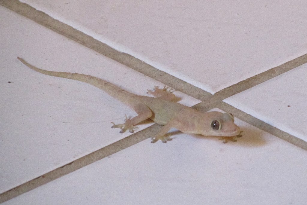 Ao contrário de ratos e baratas, as lagartixas não são consideradas transmissoras diretas de doenças perigosas para os seres humanos. 