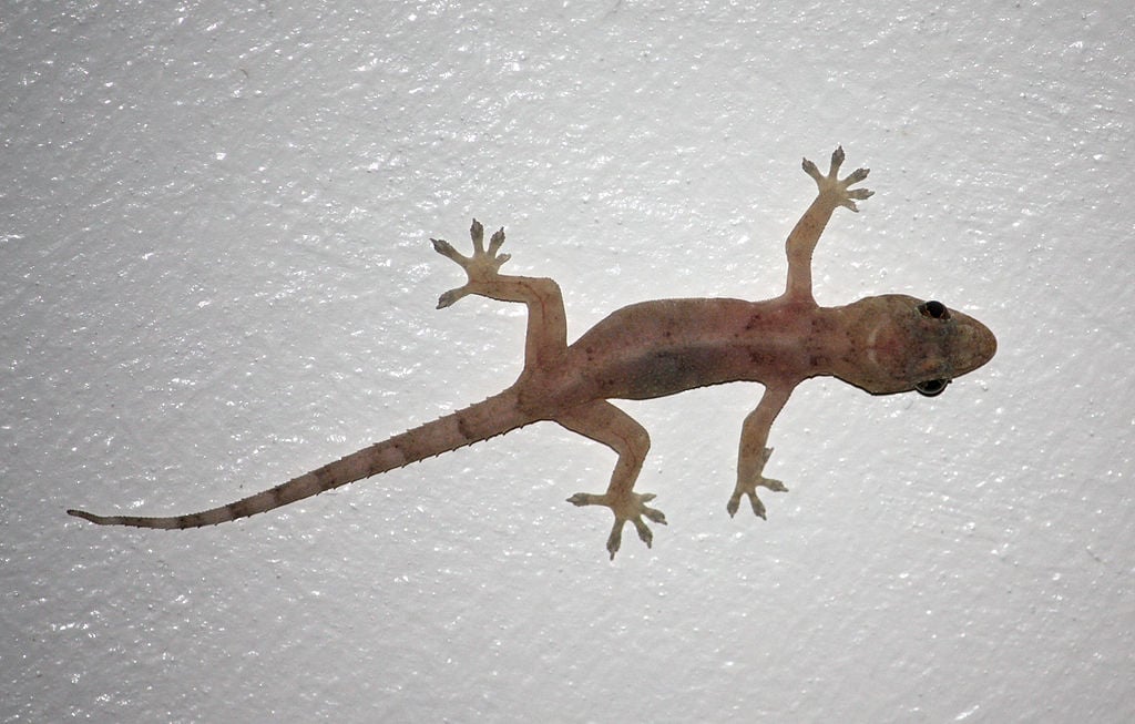 No Brasil, a lagartixa mais comum é a lagartixa-de-parede, também conhecida como lagartixa-doméstica-tropical. Essa espécie é encontrada em casas, apartamentos e outros ambientes urbanos.