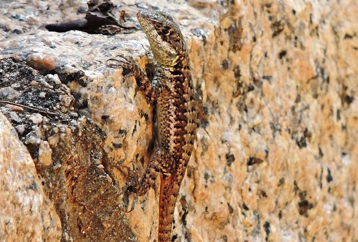 No Vietnã, a lagartixa é considerada uma iguaria e é servida frita, assada ou cozida. Na China, a lagartixa é usada na medicina tradicional chinesa.