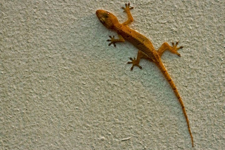 No entanto, como qualquer animal, elas podem carregar microrganismos em sua pele ou fezes. Algumas espécies têm Salmonella, uma bactéria que pode causar infecções intestinais em humanos se houver contato com suas fezes, por exemplo.