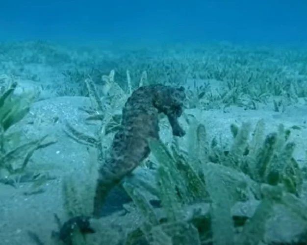 Cavalo-marinho- Esses peixes são lentos devido à sua estrutura corporal complexa, nadando verticalmente. Atinge apenas 0,09 km/h. Pode medir até 30 cm e pesar até 100 gramas