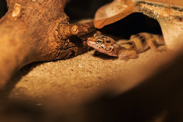 Inicialmente, elas eram encontradas apenas no litoral, mas se espalharam pelo interior ao longo do tempo. 