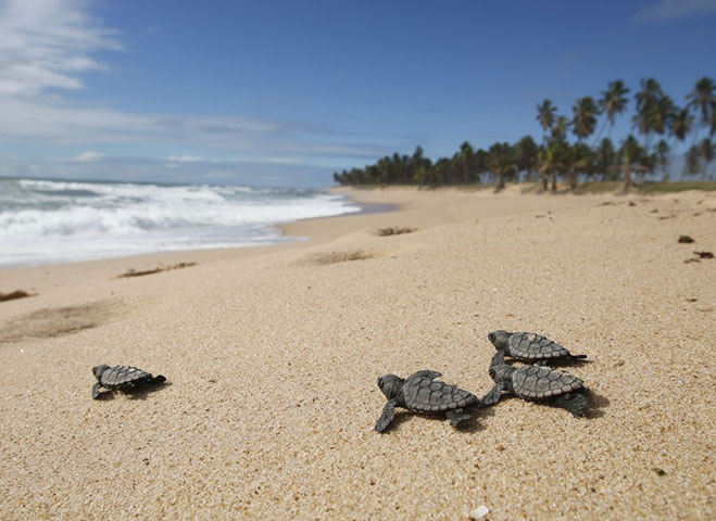 Pode viver até 150 anos. A espécie e  onívora, ou seja, se alimenta tanto de plantas como de animais. Existem 7 espécies dessas tartarugas.