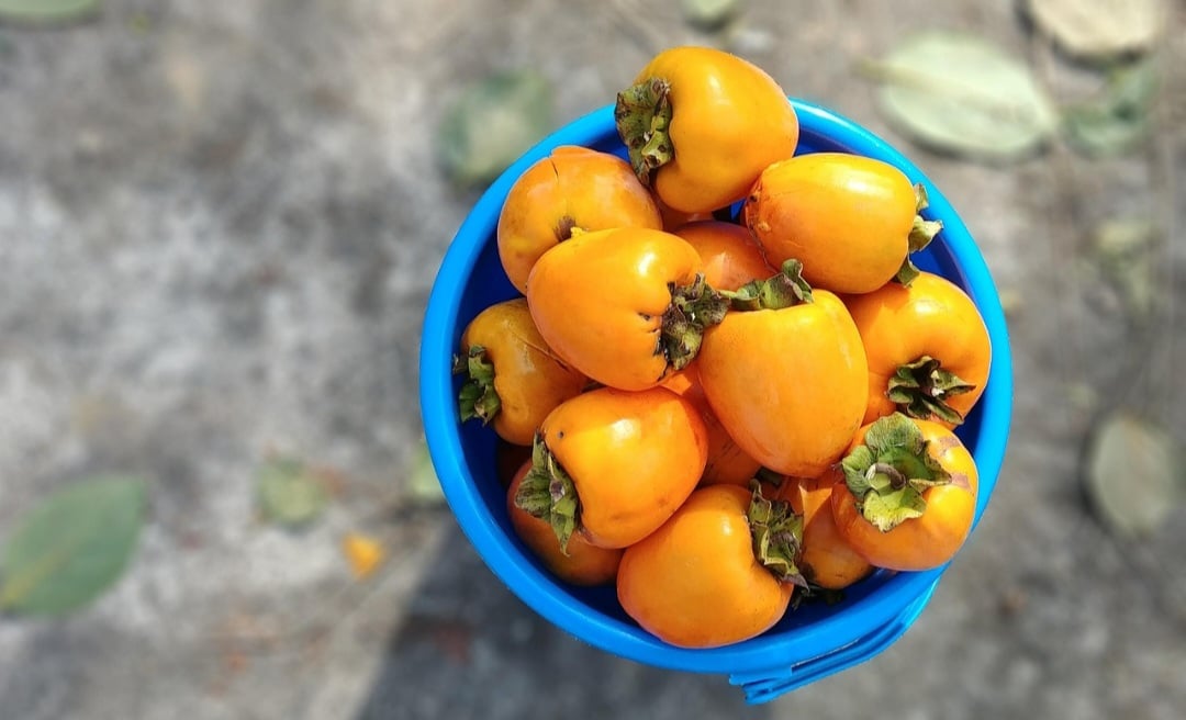 O Fuyu apresenta consistência firme, cor alaranjada e sabor doce, pode ser consumido mesmo antes de amadurecer completamente, pois possui baixo teor de tanino. 