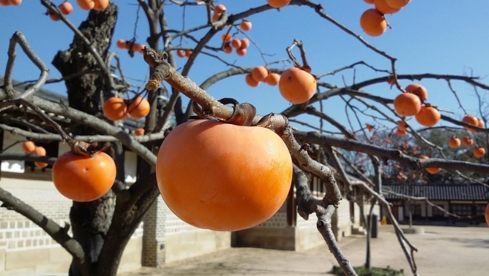 Ele também ajuda a diminuir os níveis de colesterol “ruim”, o LDL, e triglicerídeos no sangue, evitando, por isso, o risco de doenças, como infarto, AVC e aterosclerose.

