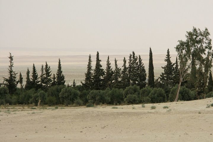 Em áreas onde a água está disponível, como em oásis ou próximo a wadis (leitos de rios secos que ocasionalmente recebem água), pode-se encontrar uma vegetação um pouco mais densa, incluindo tamareiras e outras plantas que conseguem sobreviver com pouca água.