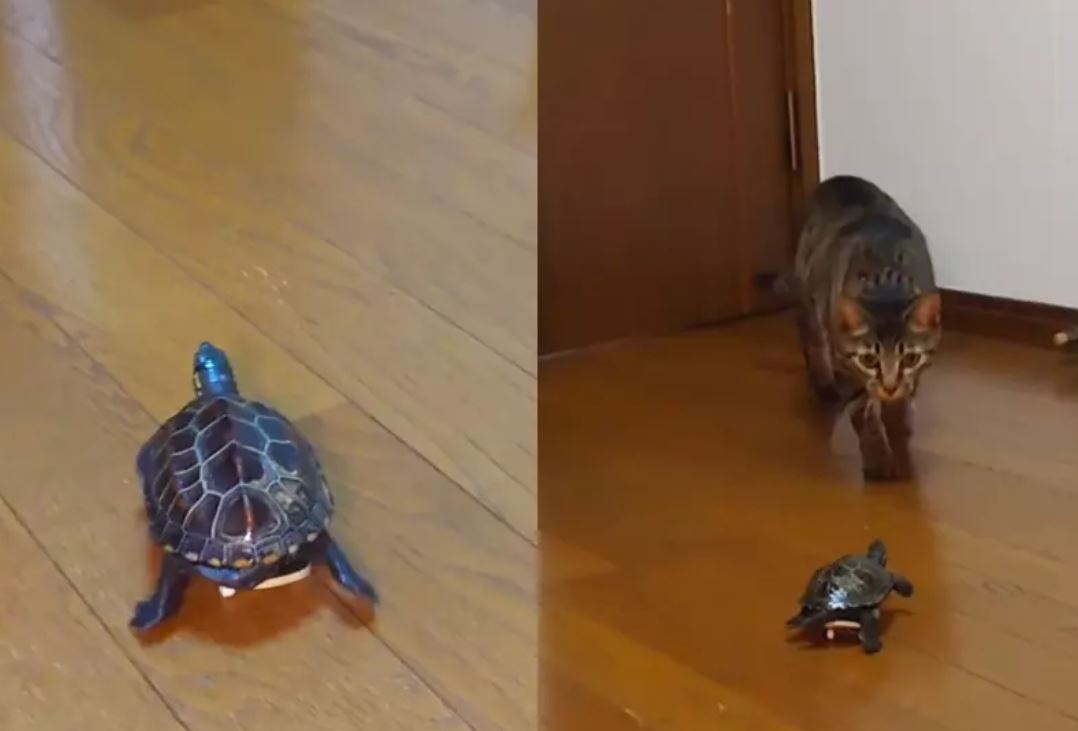 Uma tartaruga chamou atenção recentemente nas redes sociais por andar de skate dentro de casa. A ideia do tutor era proporcionar entretenimento para o pet, mas o resultado o surpreendeu. Até o gato da casa ficou curioso com a 