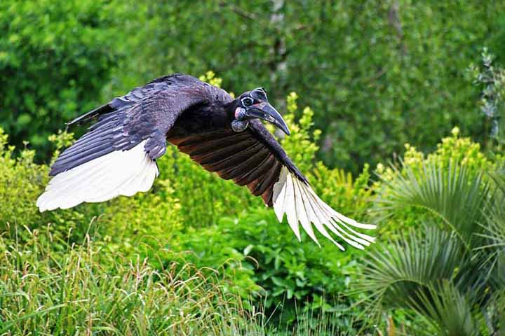 Calau – 40 cm -  África e Ásia (florestas tropicais); Bico enorme e curvado, usado para romper frutas e defesa. Expectativa de vida: 30 a 40 anos