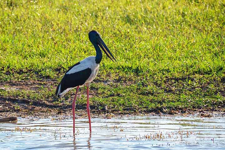 Jabiru – 30 cm - América Central e do Sul (pantanais); Bico grande e preto, usado para capturar presas na água. Expectativa de vida: 30 a 35 anos