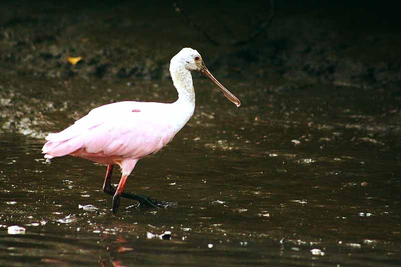 Colhereiro – 23 cm - Regiões pantanosas da América do Sul e Austrália; Bico em forma de colher para alimentar-se de peixes e insetos. Expectativa de vida: 10 a 15 anos