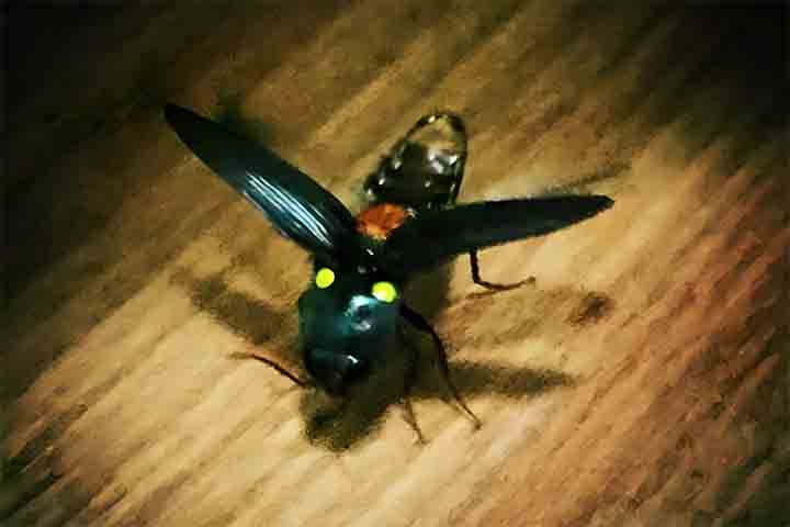 No primeiro momento, o inseto enganou os cientistas, já que suas antenas são serradas, como os besouros Elateridae modernos, conhecidos pelos sons de clique que produzem. Com uma análise mais profunda, chegou-se à conclusão que eles possuíam o órgão abdominal responsável por produzir o brilho dos vaga-lumes.