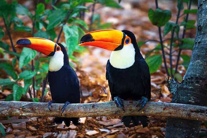 Tucano-toco – 20 cm -  América do Sul (Florestas Tropicais); Bico grande e colorido, usado para controle térmico e alimentação de frutas. Expectativa de vida: 15 a 20 anos