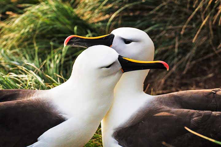 Albatroz-real – 20 cm  -  Oceano Antártico e Pacífico Sul; Bico longo, especializado em capturar peixes e lulas em alto-mar. Expectativa de vida: Até 50 anos