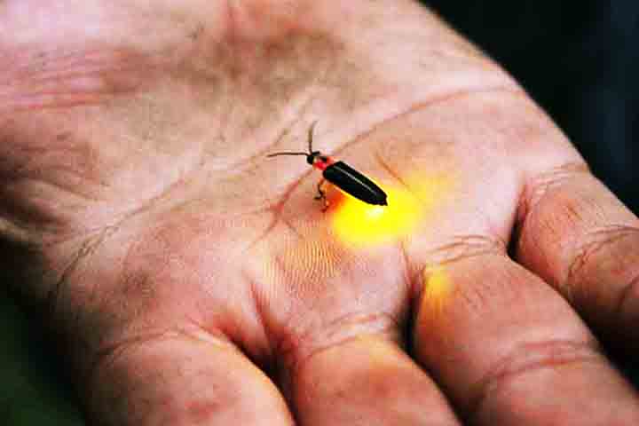 “O fóssil ajuda a preencher lacunas na compreensão da história evolutiva dos besouros lampyroides [família de besouros à qual pertencem os vaga-lumes] e mostra que características importantes, como órgãos abdominais leves, permaneceram consistentes desde meados do Cretáceo”, disse Chenyang Cai, principal autor do estudo.