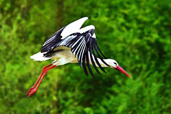 Cegonha-branca – 20 cm -  Europa e África (áreas úmidas); Bico reto e afilado, ideal para capturar pequenos peixes e anfíbios. Expectativa de vida: 25 a 30 anos