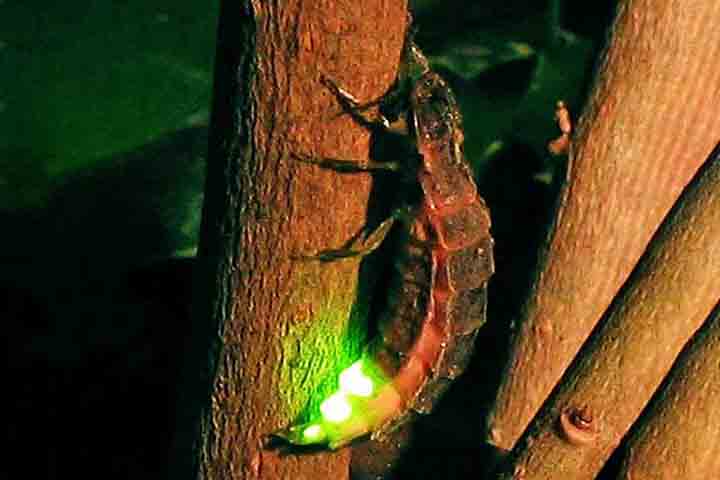 Acredita-se que a nova espécie seja da subfamília de vaga-lumes Luciolinae, que inclui 450 espécies ainda vivas, já que o órgão produtor de luz fica em seu abdômen. 