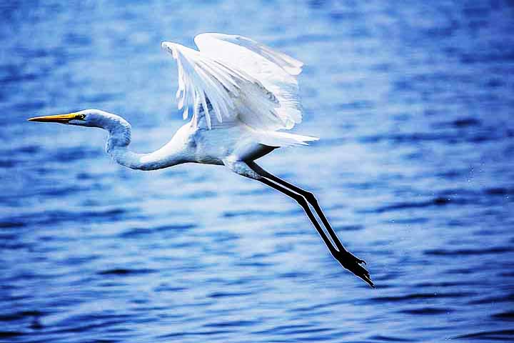 Garça-branca-grande – 15 cm - Regiões costeiras e interiores em quase todo o mundo; Bico longo e afilado para caçar peixes. Expectativa de vida: 15 a 22 anos