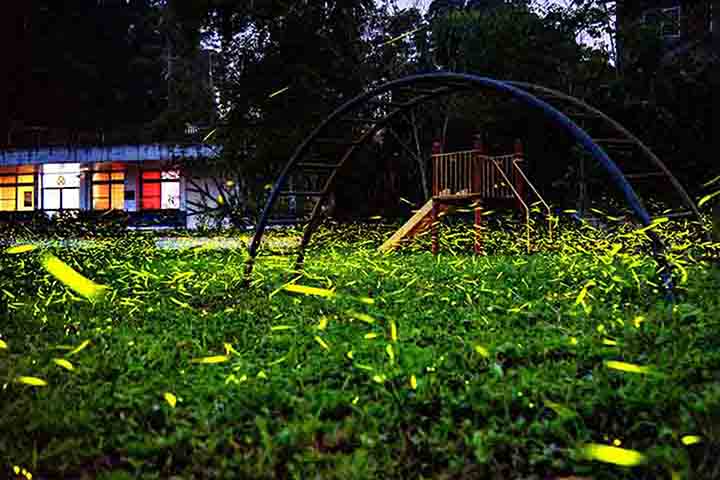 Dessa forma, vaga-lume ou pirilampo são denominações comuns de insetos coleópteros das famílias Elateridae, Phengodidae ou Lampyridae, dotados por suas emissões de luz bioluminescente.