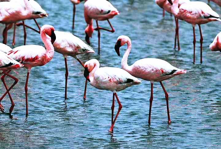 Flamingo – 15 cm - América, África e Eurásia (lagoas e áreas salgadas); Bico curvado para filtrar alimentos na água. Expectativa de vida: 20 a 30 anos