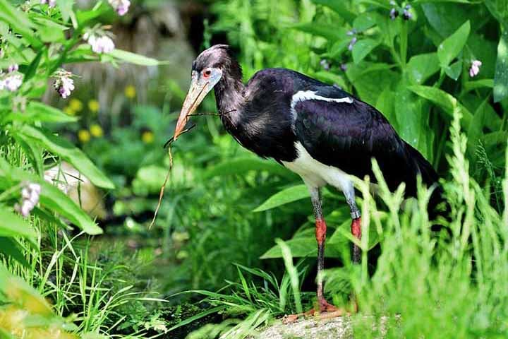 Cegonha-de-abdim – 15 cm - África subsaariana (regiões semiáridas); Bico afilado para capturar pequenos invertebrados. Expectativa de vida: 20 a 25 anos