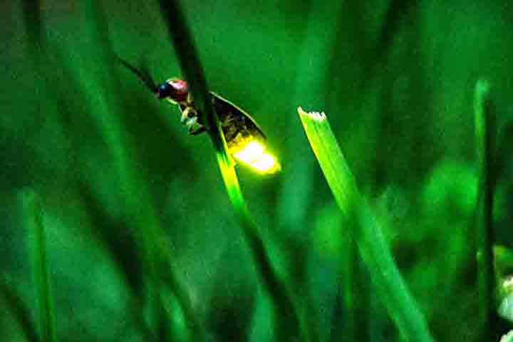 Os órgãos bioluminescentes do pirilampo localizam-se na parte inferior dos segmentos abdominais. A luciferina é oxidada pelo oxigênio nuclear, com mediação da enzima luciferase. Algo que resulta em oxiluciferina que perde energia, fazendo assim o inseto emitir luz.