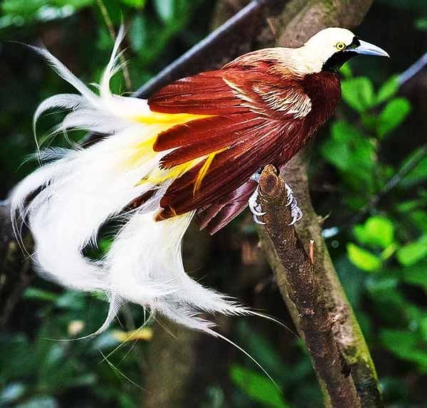 Ave-do-paraíso –10 cm -  Nova Guiné (florestas tropicais); Bico longo, usado para alimentação de frutas e pequenos insetos. Expectativa de vida: 5 a 8 anos