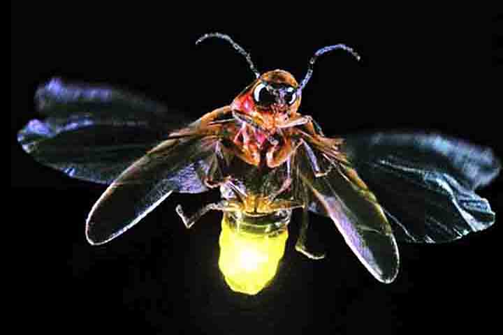 Os vaga-lumes adultos medem entre cinco e vinte e cinco milímetros de comprimento, tendo o corpo achatado. A coloração varia entre o marrom-escuro, preto, alaranjado e amarelo.