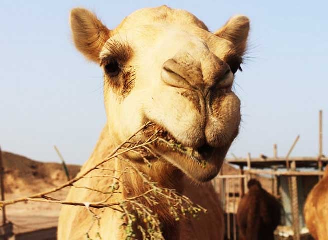 Camelos, por exemplo, armazenam água no corpo, e jerboas (outros roedores) também obtêm água dos alimentos.