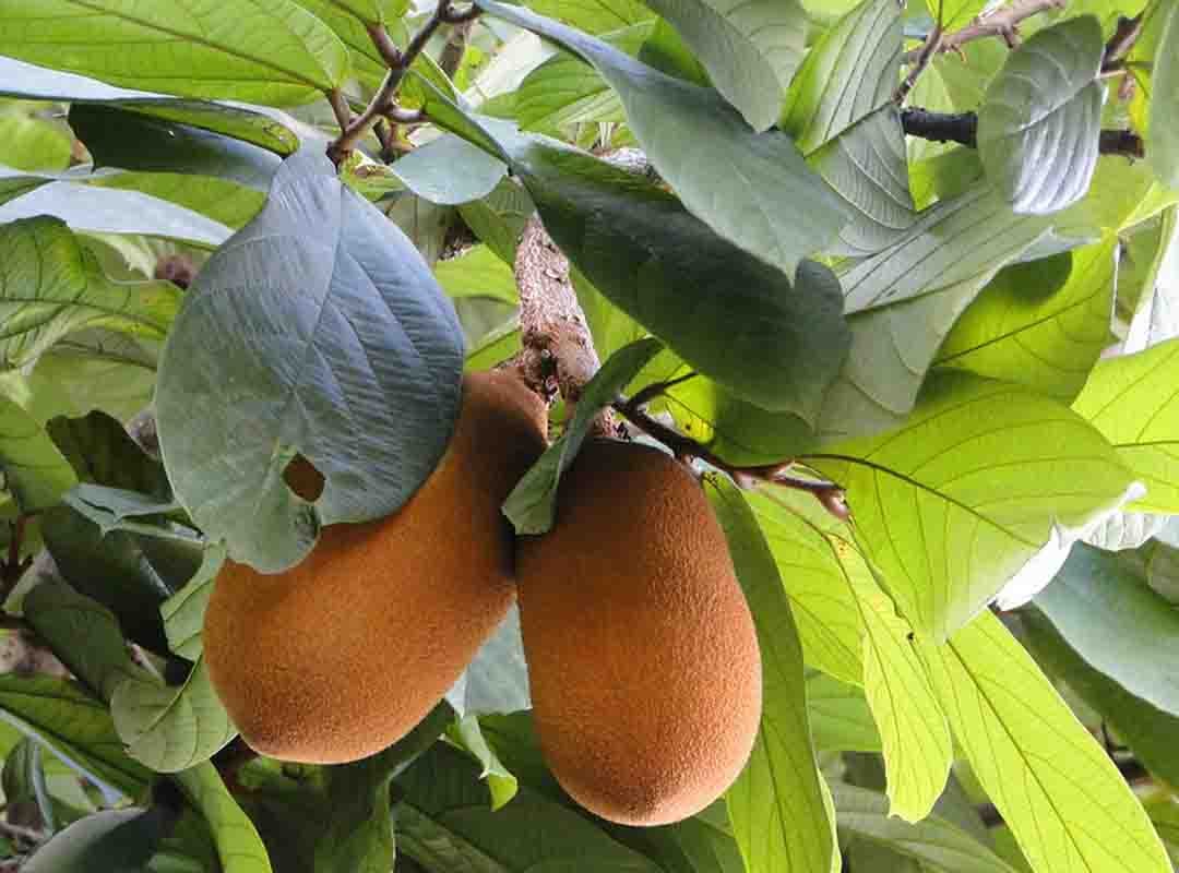 A gastronomia de Parintins é um atrativo à parte, com pratos típicos à base de peixe, como tambaqui e pirarucu, além de delícias feitas com frutas regionais, como açaí e cupuaçu.