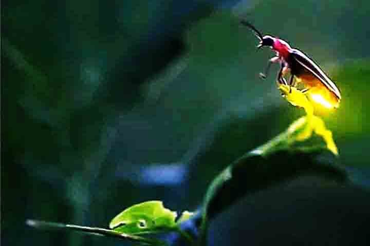 Os vaga-lumes, geralmente, comem lesmas, caracóis e minhocas. Algumas espécies consomem pólen ou néctar, enquanto somente alguns representantes são predadores, podendo também realizar o canibalismo, quando as fêmeas consomem os machos.