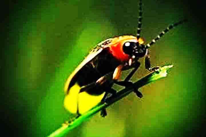 No primeiro momento da vida, elas vivem no chão e se alimentam de caracóis e lesmas, injetando um fluido dentro do corpo da presa para fazer a pré-digestão antes do consumo.