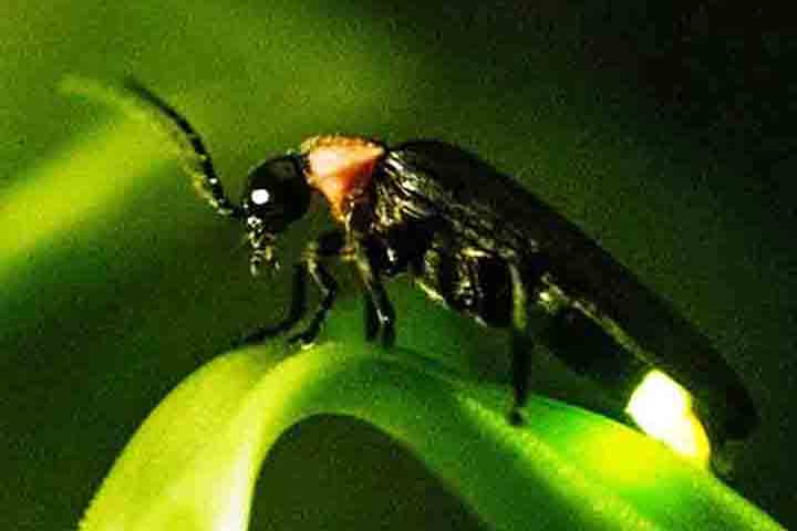 Algumas espécies de fengodídeos (Phengodidae) emitem luz vermelha, na região da cabeça, e esverdeadas no corpo, enquanto outras emitem luz esverdeada em todo corpo. Os machos têm pontinhos luminosos em posição e número variáveis, todos no abdómen. 