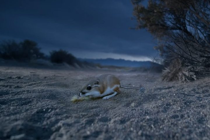 Essas bolsas são usadas para transportar sementes para suas tocas subterrâneas, onde as armazenam para consumo futuro.