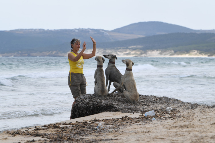 A veterin&aacute;ria Olfa Abd treina c&atilde;es de ca&ccedil;a tunisianos Sloughi em uma praia em Cap Angela. Os sloughis t&ecirc;m sido retratados na arte e na tradi&ccedil;&atilde;o desde pelo menos a era romana