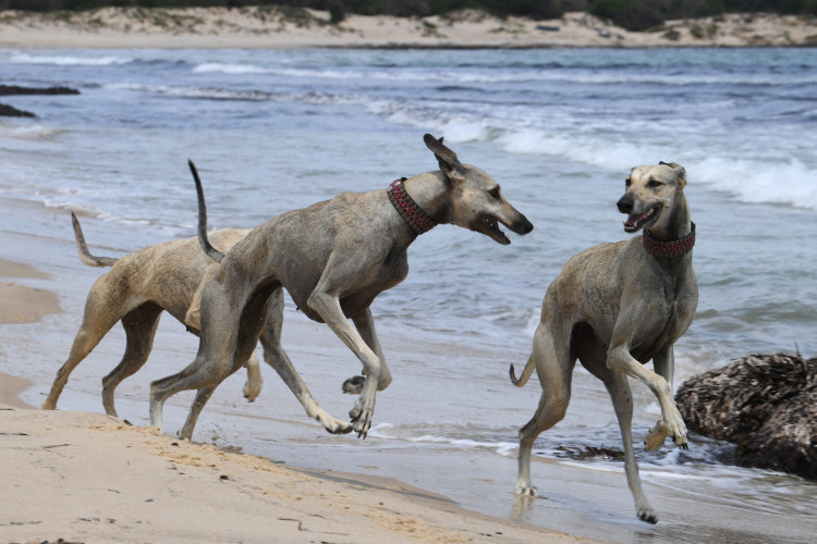 C&atilde;es de ca&ccedil;a tunisianos Sloughi brincam em uma praia em Cap Angela, na regi&atilde;o de Bizerte, em 22 de maio de 2025. Os Sloughis, conhecidos por sua velocidade e f&iacute;sico esbelto, acompanham sociedades n&ocirc;mades por todo o Norte da &Aacute;frica h&aacute; muitos s&eacute;culos