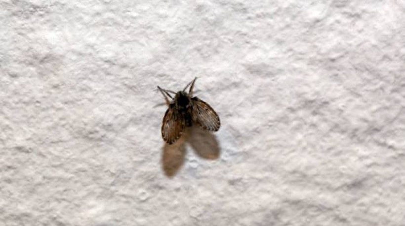 Como eliminar moscas de banheiro e evitar novas infestações
