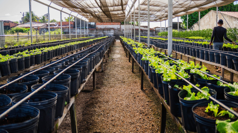 Câmara aprova indicação que incentiva cultivo de plantas medicinais no município