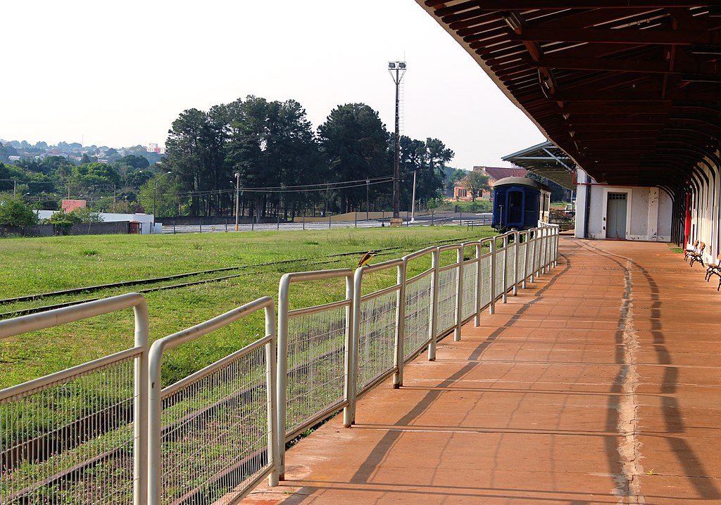 Eles são um dos primeiros pássaros a vocalizarem ao amanhecer e costumam se banhar em poças e chafarizes, chamando a atenção. Já sobre a reprodução, as fêmeas põem de 2 a 4 ovos por vez.