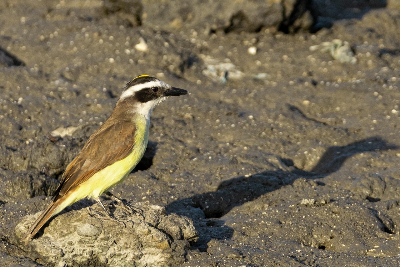 Os únicos representantes do gênero Pitangus eram o bem-te-vi e a espécie Pitangus lictor, porém atualmente só uma espécie enquadra-se neste gênero, o próprio bem-te-vi. 
