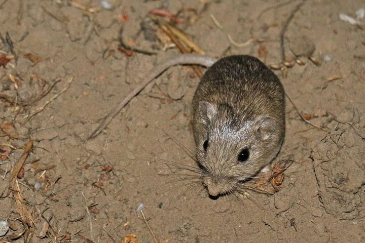 Apesar do nome, ele não é um rato comum, mas sim um membro da família Heteromyidae, que inclui também os ratos-de-bolso e os camundongos-de-bolso.