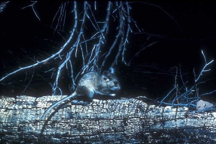 Além disso, seu comportamento noturno evita o forte calor durante o dia.