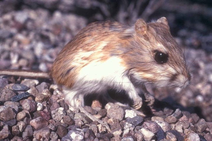 Essas estratégias o tornam um dos animais terrestres mais eficientes em conservação hídrica.