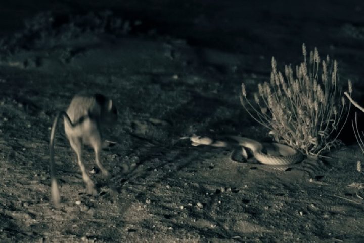 Essa adaptação é crucial para sua locomoção, pois permite que ele pule rapidamente para escapar de predadores, similar aos cangurus.