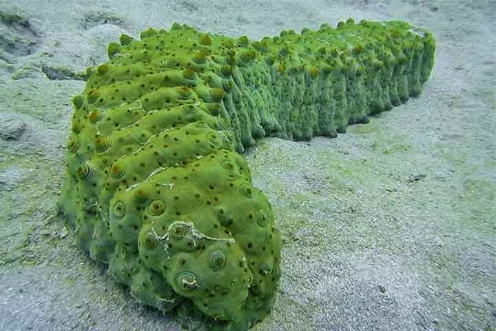 Estudo da Universidade do Mississippi, nos Estados Unidos, identificou uma substância importante que pode impedir a propagação do câncer. Ela pode ser encontrada no pepino-do-mar, um animal marinho, da classe de equinodermos.