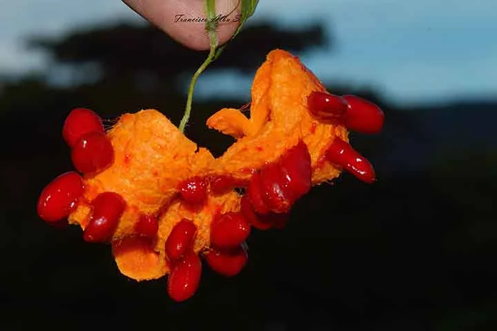 Originário das regiões tropicais e subtropicais da Ásia, este fruto foi domesticado na Índia, de onde se espalhou para outras partes do continente. Na sequência, ele apareceu também na África e nas Américas, com seu formato único.