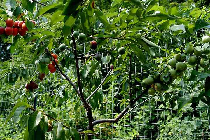 O método consiste em coletar enxertos de diferentes espécies e integrá-los cuidadosamente a uma árvore receptora, geralmente um pessegueiro.