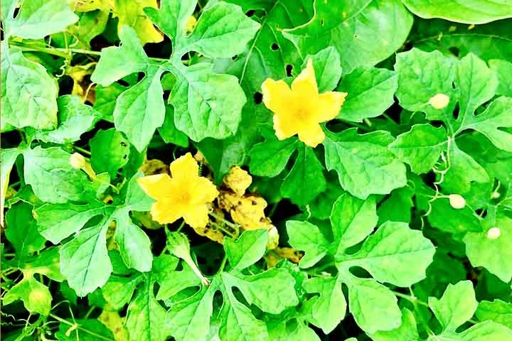 Tradicionalmente, este tipo de melão é empregado para auxiliar no controle da diabetes, aliviar problemas digestivos, combater parasitas intestinais e até mesmo como agente anti-inflamatório. 