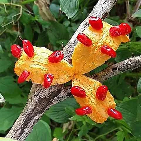 Nele, há substâncias como a charantina, a vicina e o polipeptídeo-p, responsáveis por muitos dos efeitos benéficos da planta. Rico em vitaminas A e C, este fruto possui um perfil nutricional e terapêutico. 