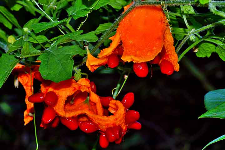 Melão-de-são-caetano (Momordica charantia), fruto originário de África - Flickr Francisco Alba